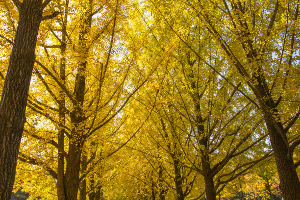 秋天的黄叶图片下载