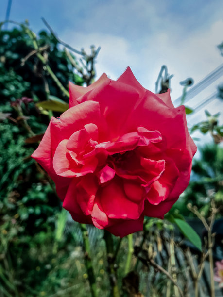 野红玫瑰图片下载