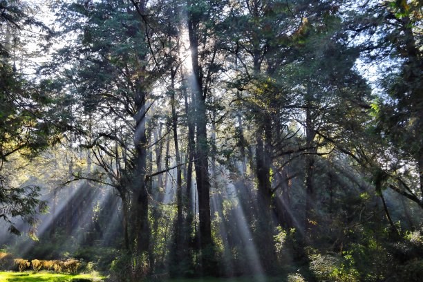 阿里山森林,台湾图片下载