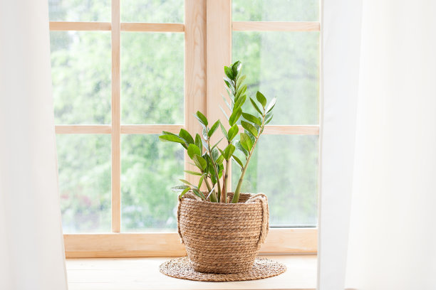 家庭园艺的概念。窗台上花盆里的扎米果。窗台上的盆栽。在家里窗台上的花盆里种植绿色家居植物。Hygge。无用的人。乡村。斯堪的那维亚。空间的文本图片下载