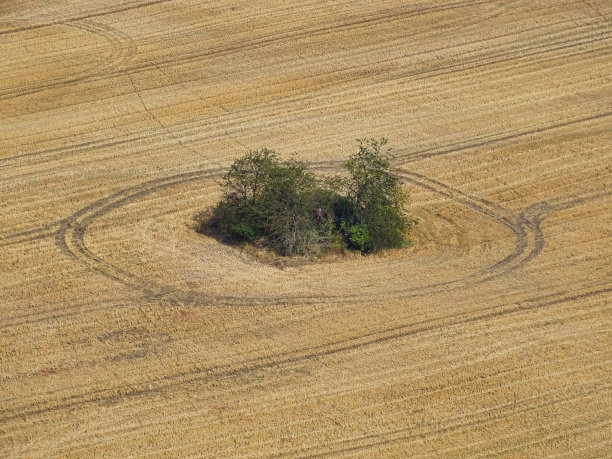 玉米地里的绿洲。图片下载