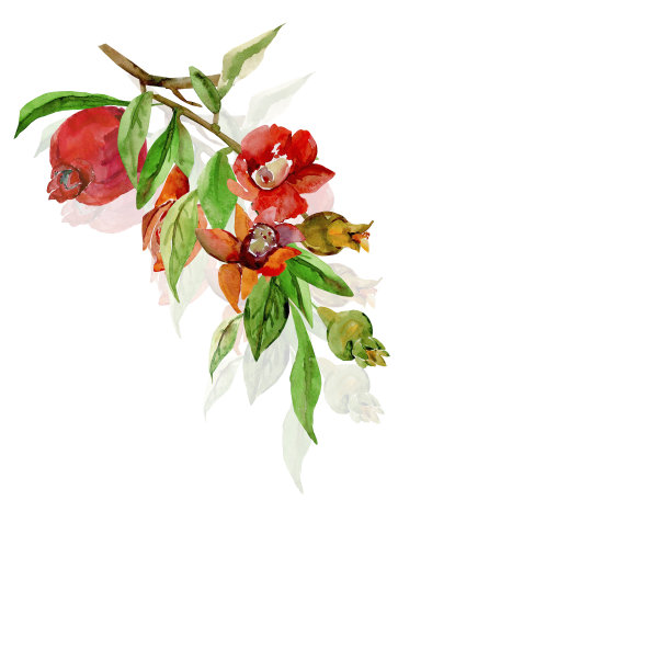石榴分支。图片下载