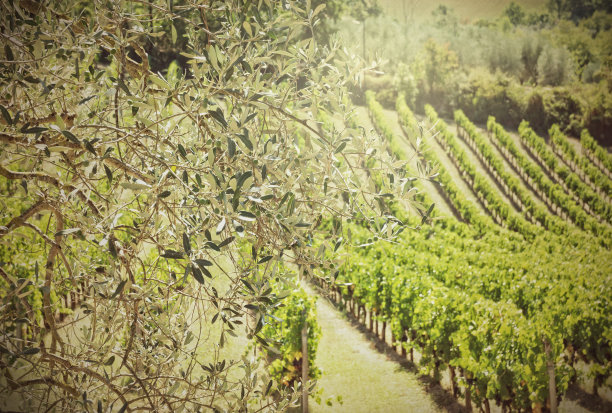 意大利托斯卡纳的乡村风景图片下载