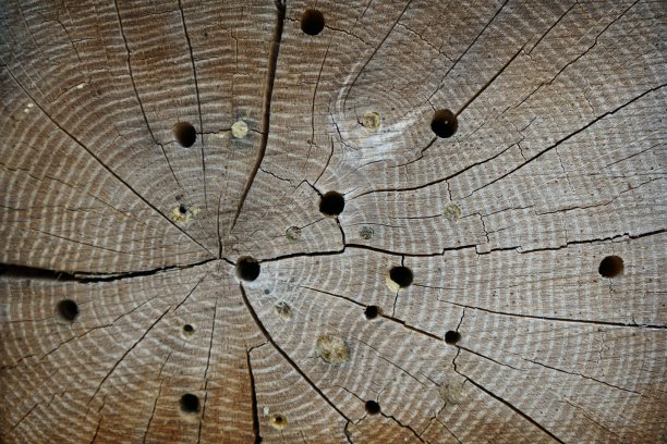 昆虫旅馆可以很容易地用各种材料制作，而且非常善于观察昆虫图片下载