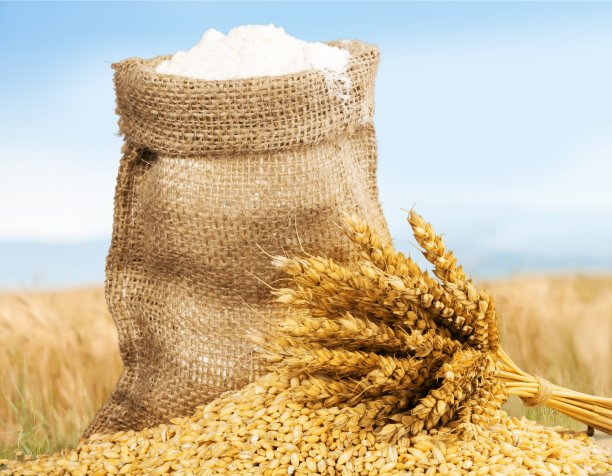 小麦。图片下载