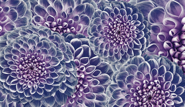 花蓝紫色的背景。鲜花大丽花特写。花组成。大自然。图片下载