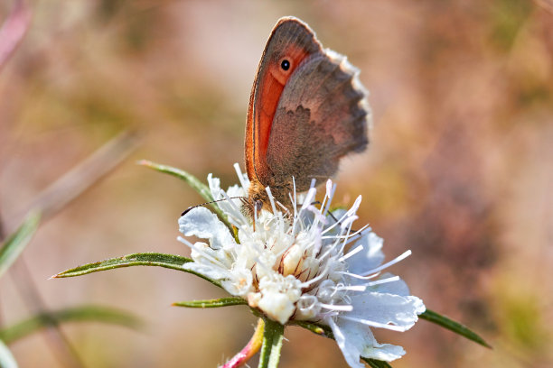 一张蝴蝶特写微距照片。一只蝴蝶坐在一朵花上。蛾子坐在花上喝花蜜。一张草中飞蛾的近照。蝴蝶收集花蜜。图片下载