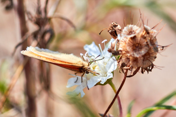 一张蝴蝶特写微距照片。一只蝴蝶坐在一朵花上。蛾子坐在花上喝花蜜。一张草中飞蛾的近照。蝴蝶收集花蜜。图片下载