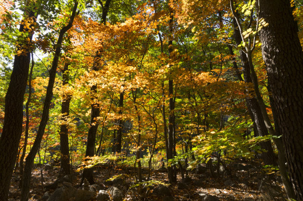 秋枫山水，大韩民国图片下载