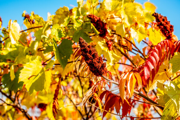 不同形状和颜色的落叶图片下载