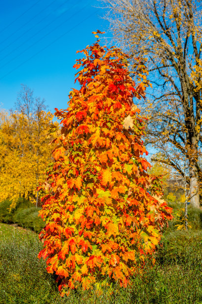 不同形状和颜色的落叶图片下载