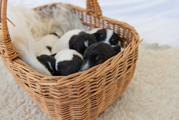 可爱的杰克罗素梗幼犬12天大。一窝幼崽躺在篮子里睡觉图片下载