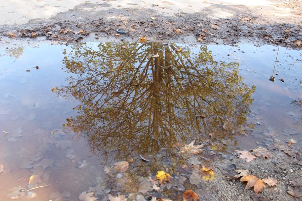 树倒映在泥泞的水坑里图片下载