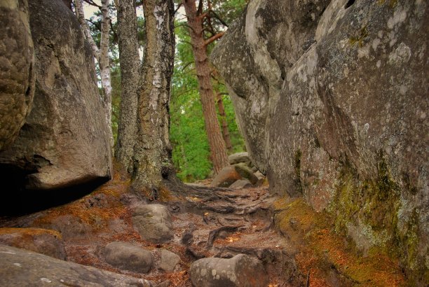 法国的森林图片下载