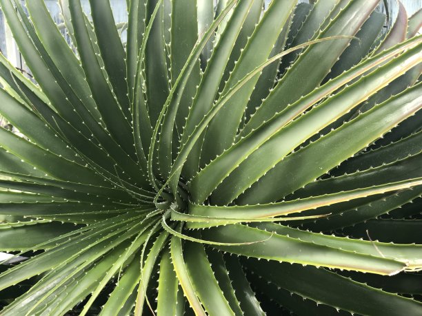 绽放的容颜图片下载