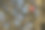 早午餐树上的一个红苹果图片下载