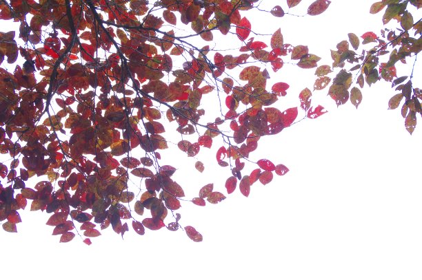 秋天就要来了。图片下载