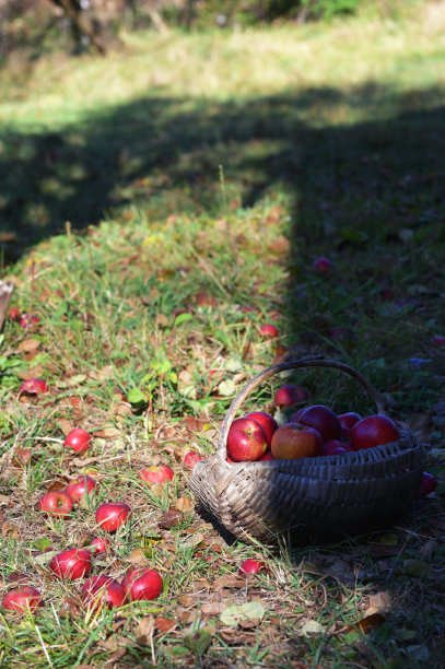 木篮子里的有机红苹果图片下载