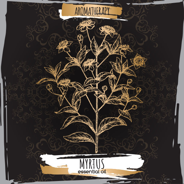 普通桃金娘又名桃金娘在黑色蕾丝背景素描。图片下载