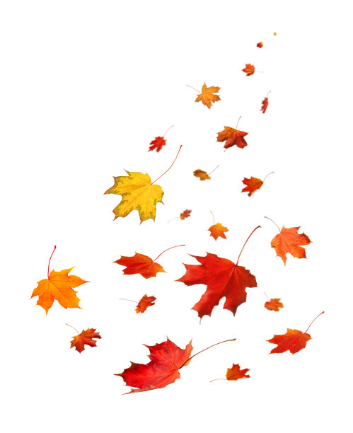秋天的季节概念，枫叶孤立在白色的背景上图片下载