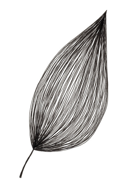 手绘的简单的单叶和叶子孤立在白色的背景上，使用黑色墨水笔为设计目的图片下载