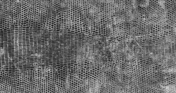 古董蛇皮肤纹理背景图片下载