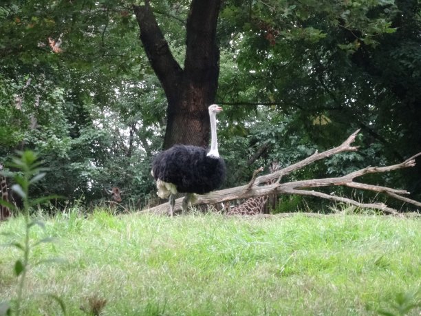 鸵鸟图片下载