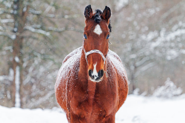 美丽的纯种马在一个冬天的风景背景图片下载