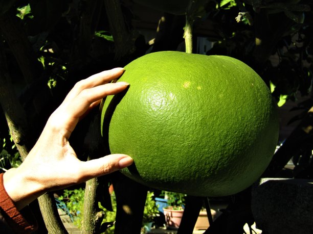 11月。新的收获。巨大的柑橘和女性的手。图片下载