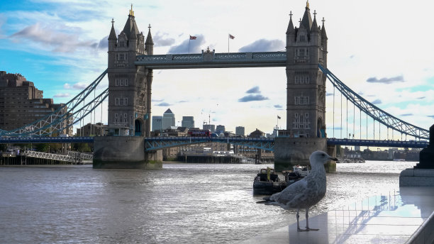 泰晤士河上的标志性塔桥和伦敦的一只海鸥图片下载