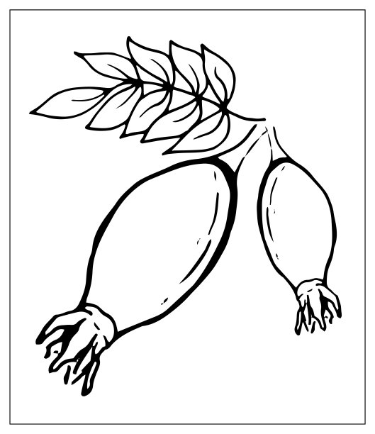 矢量插图。红玫瑰。在白色背景上孤立的物体。线性手绘插图。轮廓的风格图片下载