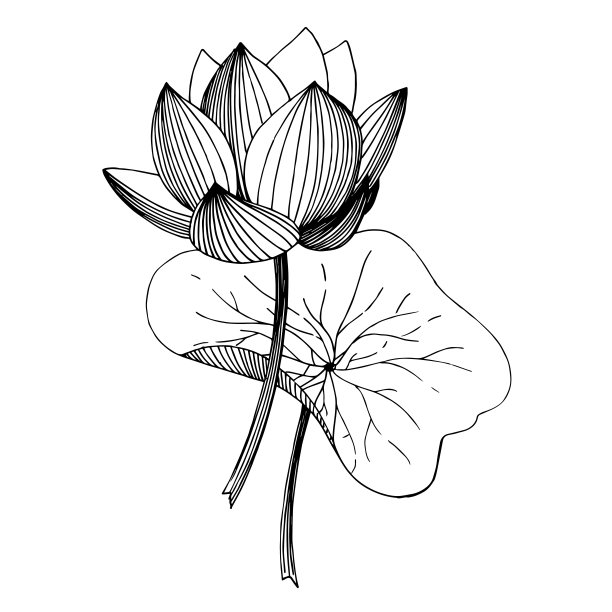 矢莲花属植物花。黑白篆刻水墨艺术。孤立的荷花插图元素。图片下载