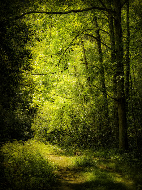 森林徒步旅行图片下载