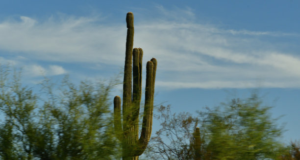 仙人掌图片下载