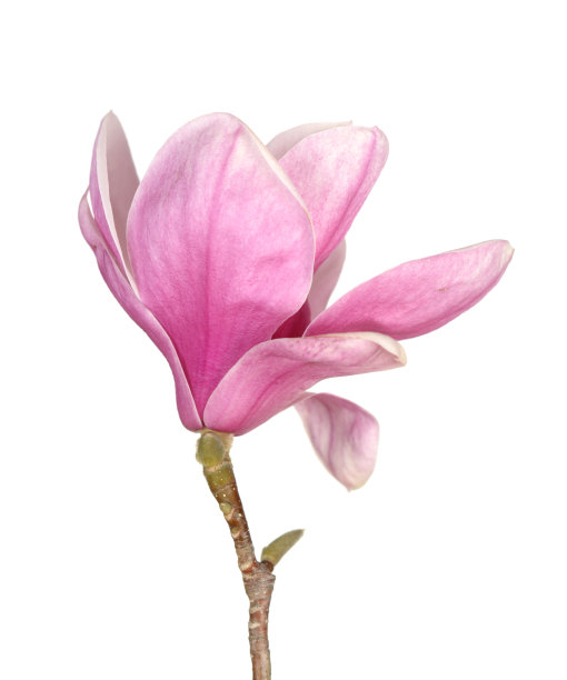 玉兰花图片下载