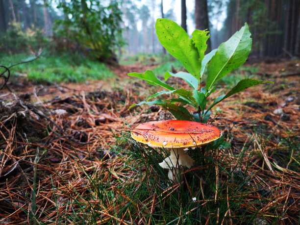 有毒的美丽图片下载