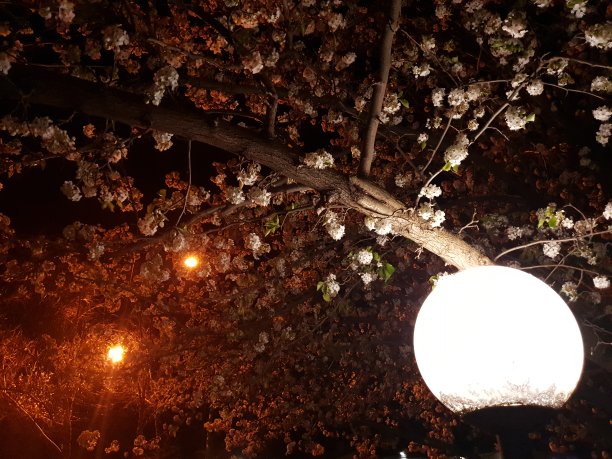 花开了夜灯图片下载