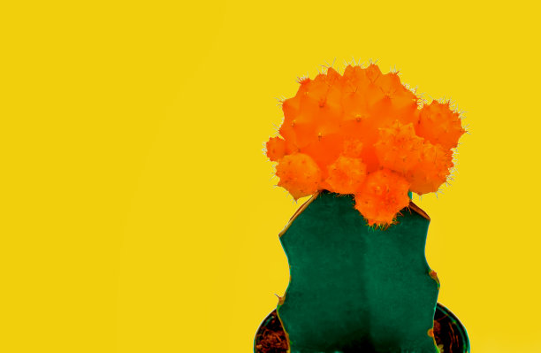 仙人掌在花盆与可爱的橙色花瓣时尚简约上面黄色的背景图片下载