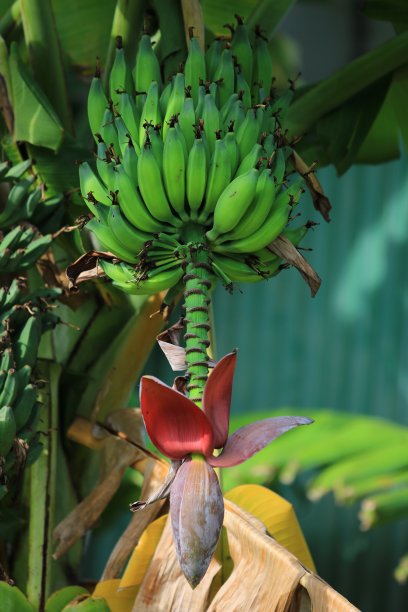 香蕉花在图像的中心图片下载