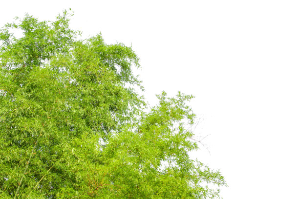 竹叶，孤立在白色的背景上。图片下载