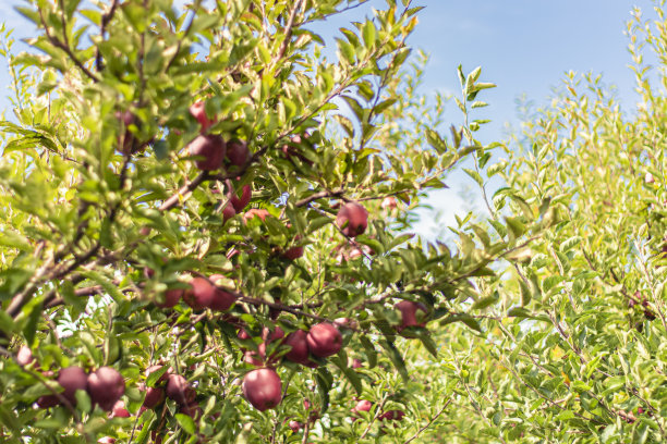 苹果日图片下载