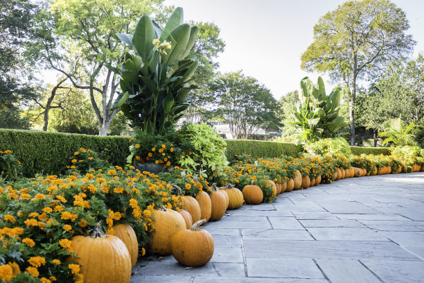 万圣节图片下载
