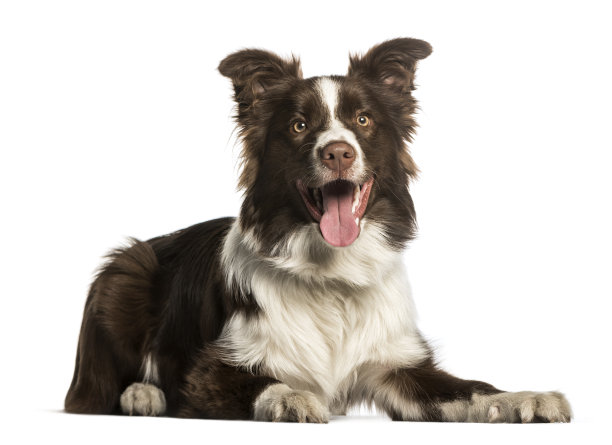 白色背景下的边境牧羊犬图片下载