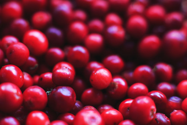 许多红越橘的浆果。越橘的背景。越橘密切图片下载