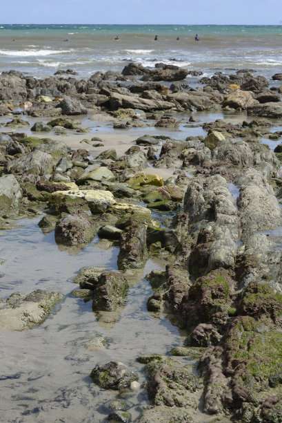海石上的海藻和冲浪者的背景图片下载