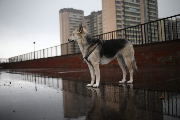 这是一只可爱的迷路混种狗在城市里散步图片下载