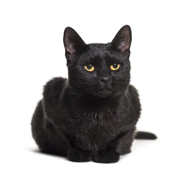 黑色混血家猫躺在白色的背景图片下载