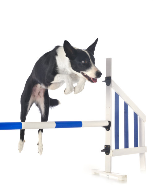 培训的敏捷性图片下载