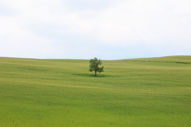 意大利托斯卡纳的一棵大树图片下载