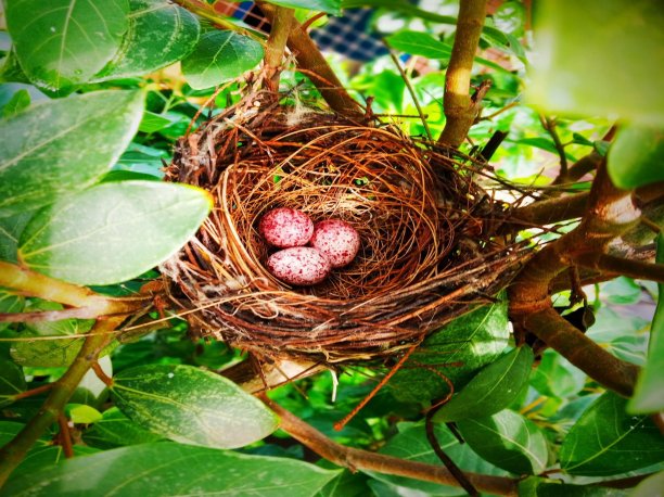 蛋在窝里图片下载